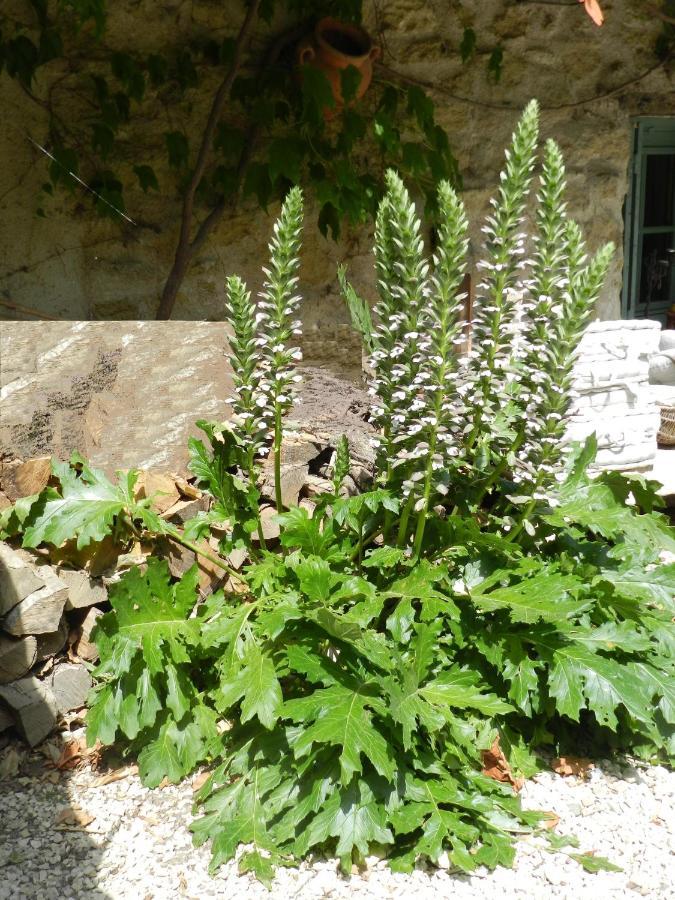 Les Acanthes Lauris Luaran gambar